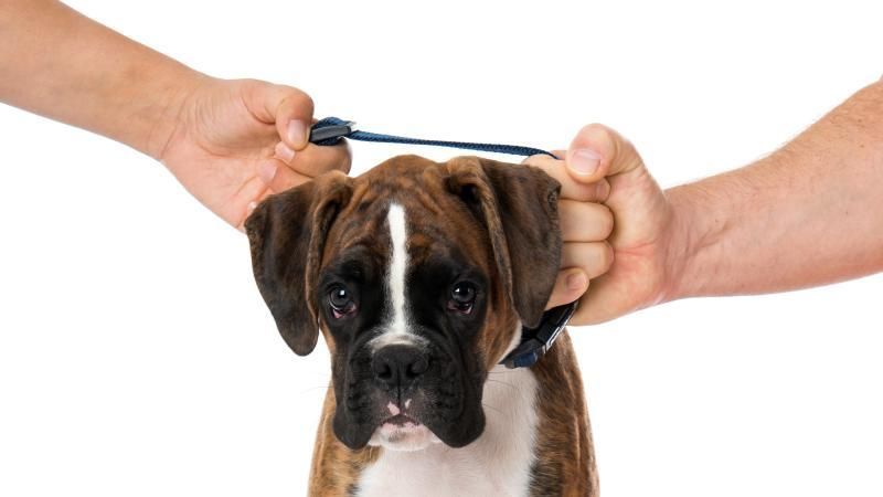 How They Decide Who Gets the Family Pet in a Divorce in Florida